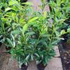 Kirschlorbeer von Gartencenter Bartels