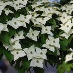 Generic Japanischer Hartriegel Cornus kousa