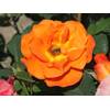 Kletterrose Orange Dawn von Kühr Baum- u. Rosenschulen