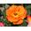 Kletterrose Orange Dawn von Kühr Baum- u. Rosenschulen