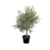 Olivenbaum von Sunny Tree