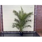 ‎Sunnytree Phoenix Canariensis