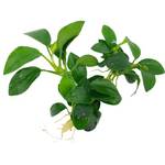 Zoo-Spezi Anubias nana Petite