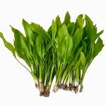 Generisch Echinodorus Bleheri