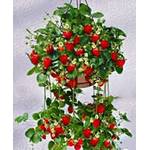 Krak kram Hängeerdbeere