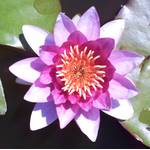 Aquaristik Erfurt Seerose