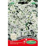 Germisem Steinkraut alyssum