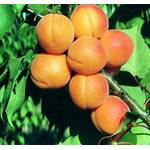 Baumschule Müller Kuresia Aprikosenbaum