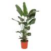 Trendyplants - Strelitzia Nicolai von Green Bubble