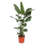Green Bubble Trendyplants - Strelitzia Nicolai