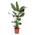 Trendyplants - Strelitzia Nicolai von Green Bubble