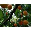 Aprikose Prunus armeniaca von Green Future Pflanzenhandel