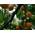 Aprikose Prunus armeniaca von Green Future Pflanzenhandel