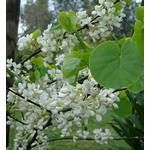 Green Future Pflanzenhandel Chinesischer Judasbaum Shirobana