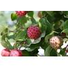 Cornus kousa von Green Future Pflanzenhandel