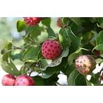 Green Future Pflanzenhandel Cornus kousa