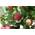 Cornus kousa von Green Future Pflanzenhandel