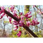 Green Future Pflanzenhandel Judasbaum 25–30 cm