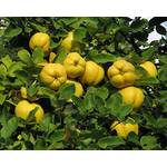 Green Future Pflanzenhandel Quittenbaum Cydonia oblonga