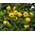 Quittenbaum Cydonia oblonga von Green Future Pflanzenhandel