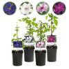 Clematis Rainbow von GreenboutiQ