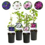 Greenboutiq  Clematis Rainbow