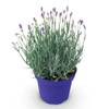 Lavendel von GreenboutiQ