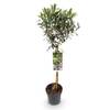 Olivenbaum von GreenboutiQ