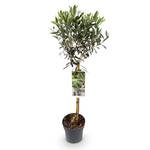 Greenboutiq Olivenbaum