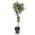 Olivenbaum von GreenboutiQ