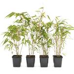 greenone 4 Stk. Bambus Fargesia rufa