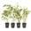 4 Stk. Bambus Fargesia rufa von greenone