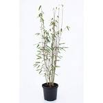 greenone Roter Bambus