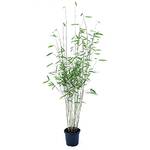Greenone Schwarzer Bambus