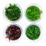 Greenscaping Aquarium-Pflanzen