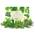Bio Kräutersamen-Set von Growgreens