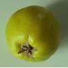 Quittenbirne Pyronia veitchii von Müllers Grüner Garten Shop