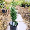 Schmale Säuleneibe Eibe von Müllers Grüner Garten Shop