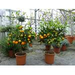 Grünwaren Jakubik Calamondin Orange