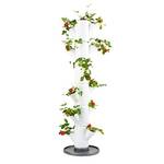 Gusta Garden Sissi Strawberry