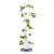 Gusta Garden Sissi Strawberry