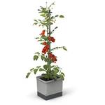 Gusta Garden Tomatentopf