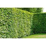 Garten Schlüter Hainbuche/Weißbuche - Carpinus betulus