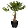 Hanfpalme von Flowforia