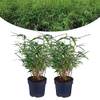 Bambus Pflanze von Happy Plants