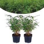 Happy Plants Bambus Pflanze