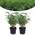 Bambus Pflanze von Happy Plants