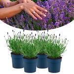 Happy Plants Lavendel