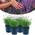 Lavendel von Happy Plants