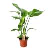 Strelitzia von Happy Plants